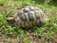 /album/kepgaleria-gorog-teknos1/gorog-teknos-jpg/